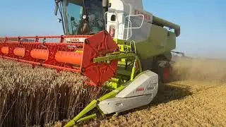 ☆Żniwa 2019☆ - CLAAS Lexion 650 & Case Puma 195 CVX ㋡Koszenie pszenicy✔ #2