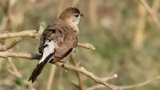 Indian Silverbil