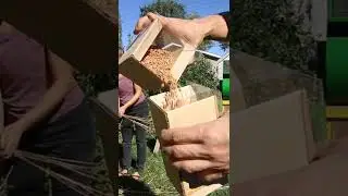 Как вырастить, обмолотить и помолоть пшеницу для хлеба