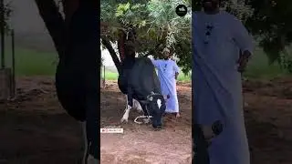 شركة العم عبدالرحمن بن يوسف ، حائط إتحاد بركاء ، فن النيروز العماني