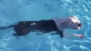 Pup told not to jump in pool, jumps in immediately