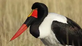 Saddle Billed Stork: Africa's Unique Bird!