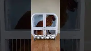 Make Dry Time Just as Fun as Playtime!🐕💦#dogshorts #dogvideos #doglovers #cutedogs #drybo #fluffy