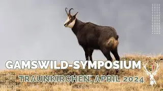 Gamswildsymposium 2024 - Gams im Wandel