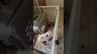 Setting up a safe area in your home for new puppy