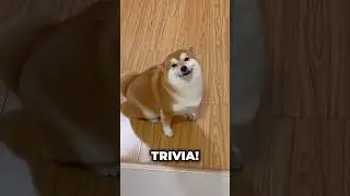 Shiba Inu Trivias That'll Make You Smile! 🐕✨ #shibainu #dogslivesmatter