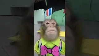 猿の究極芸！MONKEY MIRACLE JUMP!!!!