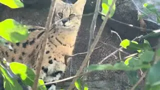 {NEW} Part 3. Rattlesnake, Bobcat, Meerkat More....