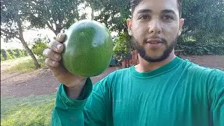 Na colheita do maracuja.😁😁👍🍈🍈🍈#Sol do serrado e Gigante amarelo