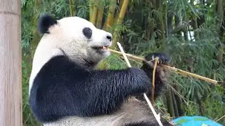 The panda is eating bamboo with great excitement! It's panting heavily, its big belly sticking out!