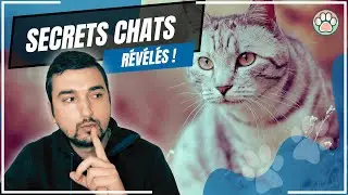 ALERTE ! COMPORTEMENTS &Eacute;TRANGES DE TON CHAT D&Eacute;CRYPT&Eacute;S