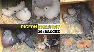 First Pigeon Breeding Progress in 2026 || Best Breeding Progress 🐣 || iss Bar Dil Khush Ho Gaya 