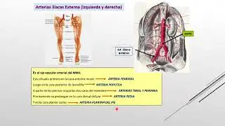 Video explicativo irrigaci&oacute;n de MMII