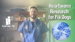 Heartworm Research for Fiji Dogs