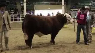 2014 National Western Stock Show Hereford Supreme Drive
