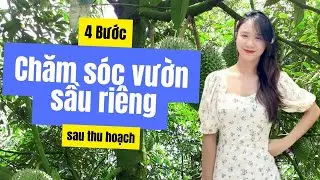 Chăm S&oacute;c Sầu RI&ecirc;ng Sau Thu Hoạch | N&ocirc;ng Nghiệp Nutrimix