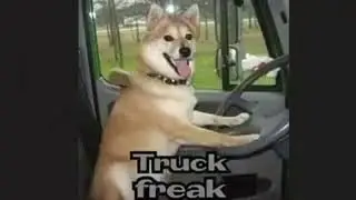 apyr (doggo version)