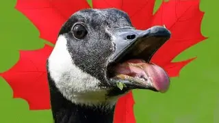 🍁NOT GOOD CANADIANS! Obnoxious Canada Geese HONKING and HISSING!🍁