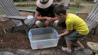 Our new Koi go into the pond!
