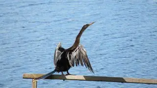 CORMORANT BIRD DRYING WINGS #Shorts