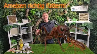 Ameisen richtig füttern – So bleiben sie gesund und aktiv! 🐜🍯