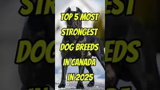 Top 5 Most Strongest Dog Breeds In Canada #ytshorts #facts #top #top10 #dog #dogbreed #shorts