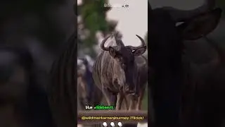 The Majestic Blue Wildebeest: Africa's Great Migrator #shorts #buzzbilt