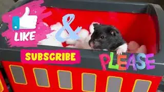 Oreo drives the train. Choo Choo!
