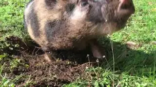 Happy Pig in Mud
