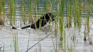 Rufus Retrieves Duck