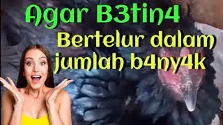4g4r Ay3m B3tin4 bertelur dalam jumlah banyak@AYAM HOBI
