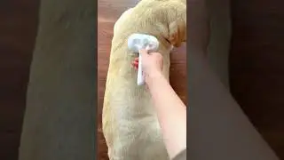 Steam Brush For Dog! Pup's obsessed with this steam brush #shorts #dog #doggroominglife #pets