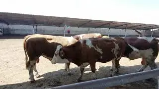 Bulls & Cows Best Farming - New Bulls Meet Cows First Time #09