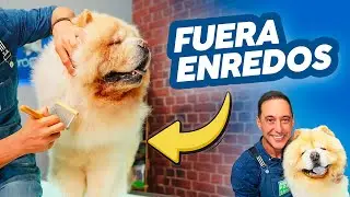 Si tienes un CHOW CHOW tienes que PROBAR estos TRUCOS de MANTENIMIENTO