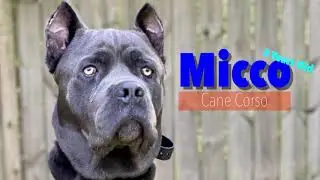 Micco | 2 Year Old  Cane Corso | Off Leash Atlanta | Dog Training Cane Corso