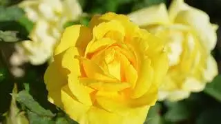 Banhos de Oxum para atrair o amor e o equilíbrio emocional