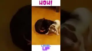 CUTE ANIMALS CLUB | A Very  Cute Puppy🐶 Fight With Smart Black Cat😹| Animals Duel | #shorts