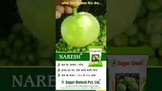NARESH (f1 hybrid tinda seeds) | SAGAR BIOTECH PVT. LTD.