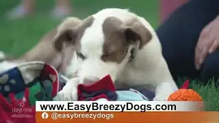 Brain Games For Your Dog | Rogers tv