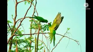 New Bird 🦜🕊️status video//🦜🐦🦜🐦