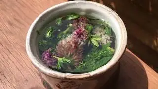 How to make red clover tea (Trifolium pratense)