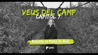 Boscada, Millor Poma Golden: les pomes que fan del quotidià una cosa extraordinària🍏
