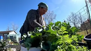 HUGE HARVEST FOR THE ELDERLY