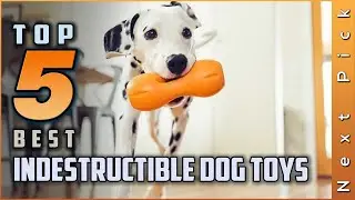 Best Indestructible Dog Toys Review | Top 5 Picks for Your Budget