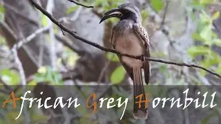 African Grey Hornbill (Tockus nasutus) Bird Call Video In Letaba Rest Camp | Stories Of The Kruger