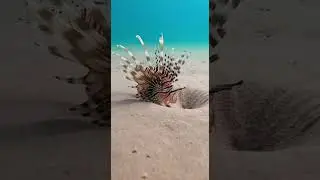 보빗웜(Bobbit Worm) vs 쏠배감펭(Lionfish) (해저 모래바닥)[Bobbit Worm vs. Lionfish (Ocean Sand Floor)]