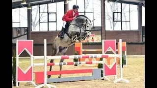 Condoctro (Cornet Obolensky/Indoctro/Baloubet du Rouet)