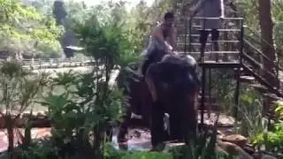 ELEPHANT SHOW. Bath ( shower) on elephant  in Goa. Душ на Слане