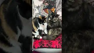 Beautiful Moments of Sora & Nora Captured in Photos&rdquo; #catcute #adorably #lovelycat #mycat #kitten