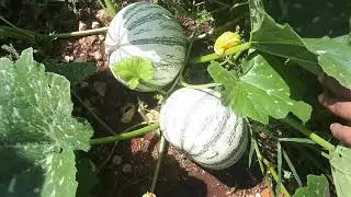EL MEJOR HERBICIDA ORGANICO PARA PLANTACIONES DE FRUTALES Y FORESTALES